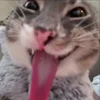 😜 Эмодзи «Мяу Мяу» для Telegram