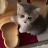 🥰 Эмодзи «Мяу Мяу» для Telegram