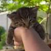 🤗 Эмодзи «Мяу Мяу» для Telegram