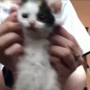 🙃 Эмодзи «Мяу Мяу» для Telegram