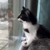 😛 Эмодзи «Мяу Мяу» для Telegram