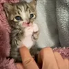 🥺 Эмодзи «Мяу Мяу» для Telegram