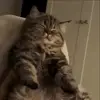 👯‍♀️ Эмодзи «Мяу Мяу» для Telegram