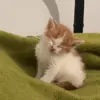 🥺 Эмодзи «Мяу Мяу» для Telegram