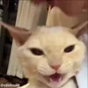 😘 Эмодзи «Мяу Мяу» для Telegram