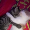 💋 Эмодзи «Мяу Мяу» для Telegram