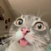 😯 Эмодзи «Мяу Мяу» для Telegram