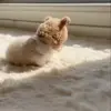 🫶 Эмодзи «Мяу Мяу» для Telegram