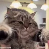 ❤️ Эмодзи «Мяу Мяу» для Telegram