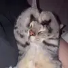 ❤️ Эмодзи «Мяу Мяу» для Telegram