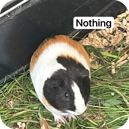 🫥 Стикер «Guinea Pig» для Telegram