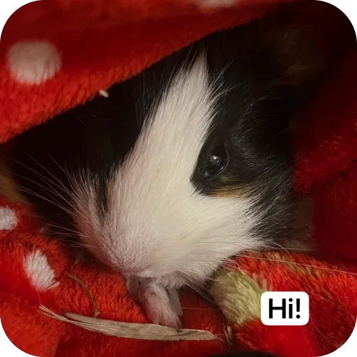 🫥 Стикер «Guinea Pig» для Telegram