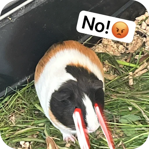 🫥 Стикер «Guinea Pig» для Telegram