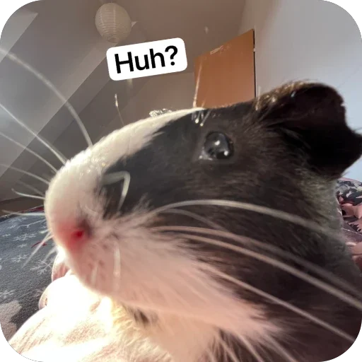 🫥 Стикер «Guinea Pig» для Telegram
