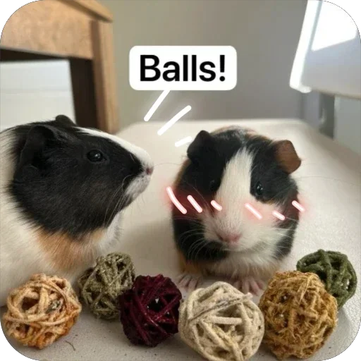 🫥 Стикер «Guinea Pig» для Telegram