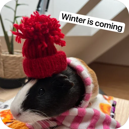 🫥 Стикер «Guinea Pig» для Telegram