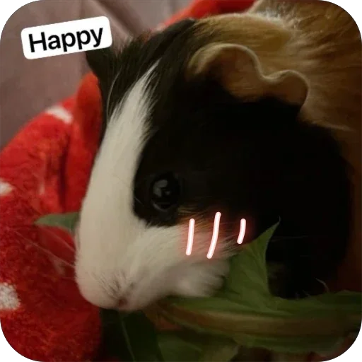 🫥 Стикер «Guinea Pig» для Telegram