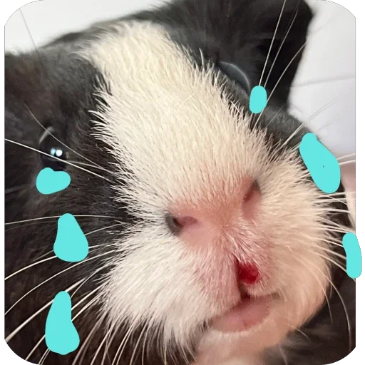 🫥 Стикер «Guinea Pig» для Telegram