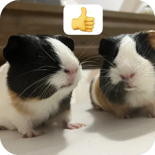 🫥 Стикер «Guinea Pig» для Telegram