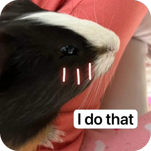 🫥 Стикер «Guinea Pig» для Telegram