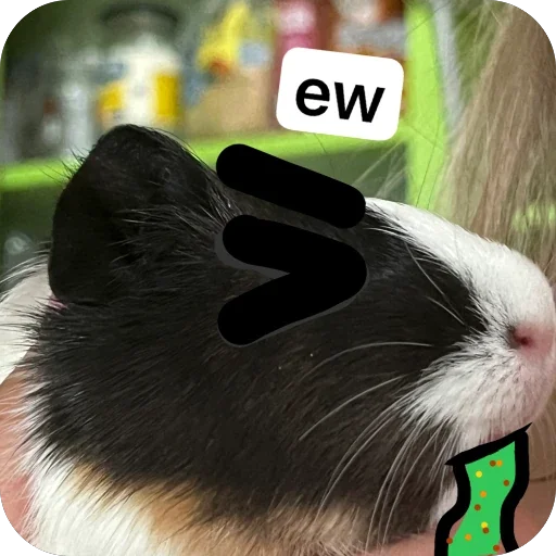 🫥 Стикер «Guinea Pig» для Telegram