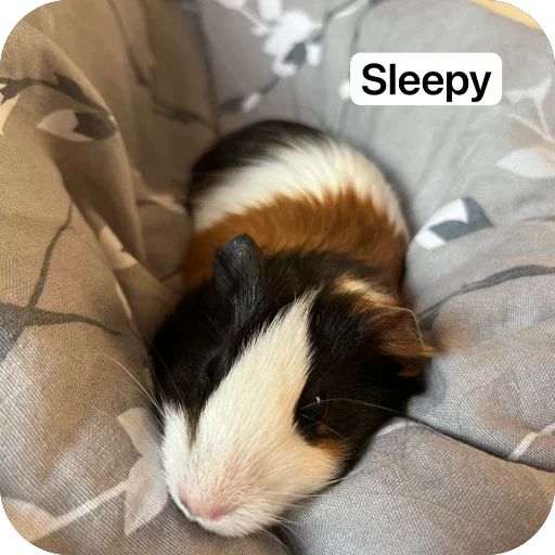 🫥 Стикер «Guinea Pig» для Telegram