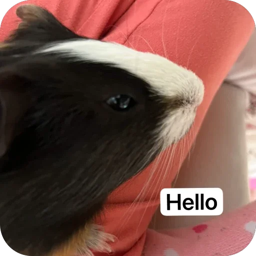 🫥 Стикер «Guinea Pig» для Telegram