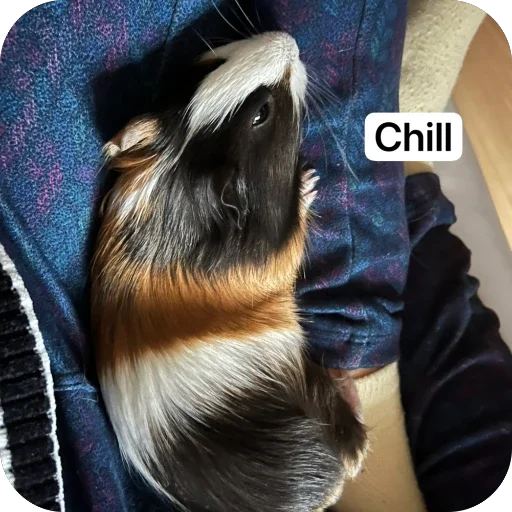 🫥 Стикер «Guinea Pig» для Telegram