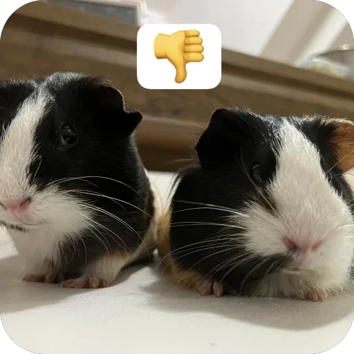 🫥 Стикер «Guinea Pig» для Telegram