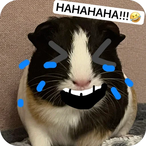 🫥 Стикер «Guinea Pig» для Telegram