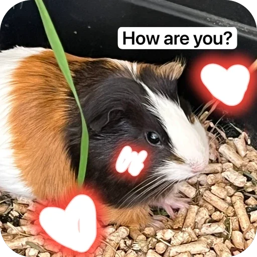 🫥 Стикер «Guinea Pig» для Telegram