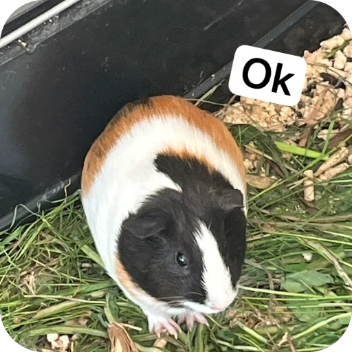 🫥 Стикер «Guinea Pig» для Telegram