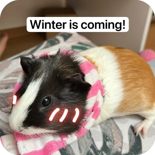 🫥 Стикер «Guinea Pig» для Telegram
