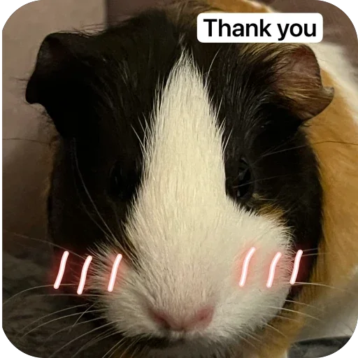 🫥 Стикер «Guinea Pig» для Telegram