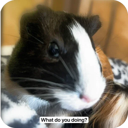 Стикерпак Guinea Pig для Telegram
