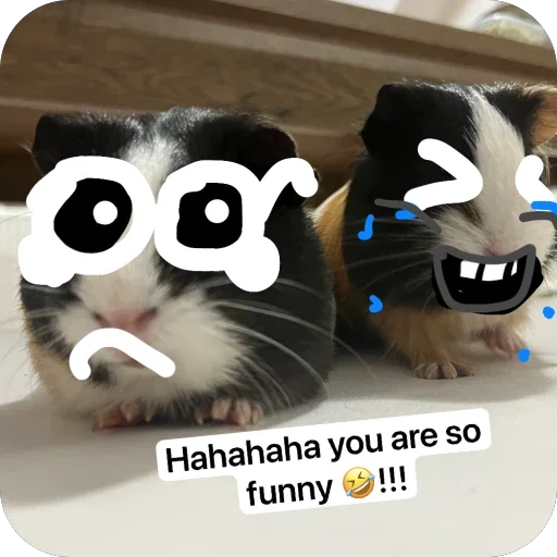 🫥 Стикер «Guinea Pig» для Telegram