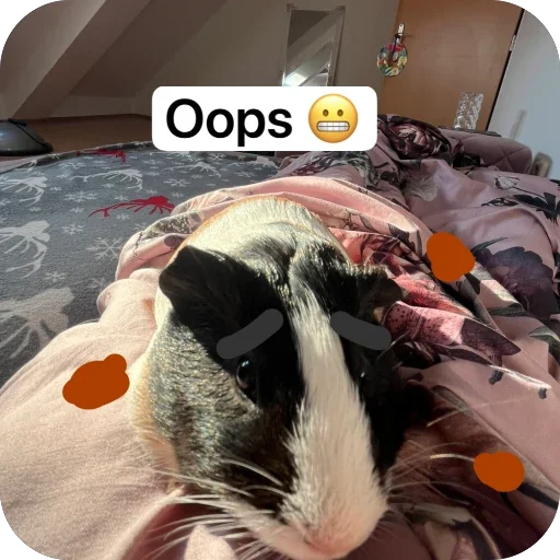 🫥 Стикер «Guinea Pig» для Telegram