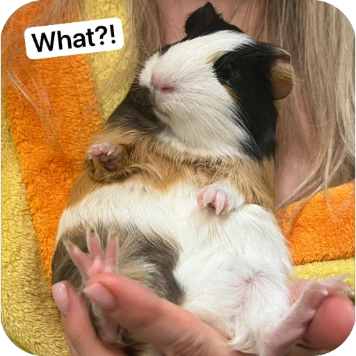 🫥 Стикер «Guinea Pig» для Telegram