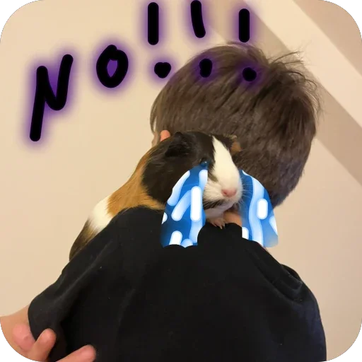 🫥 Стикер «Guinea Pig» для Telegram