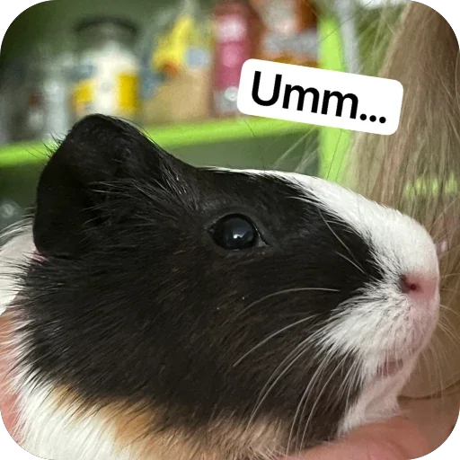 🫥 Стикер «Guinea Pig» для Telegram