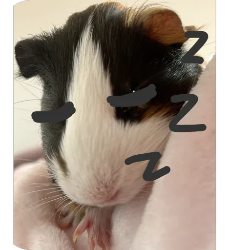 🫥 Стикер «Guinea Pig» для Telegram