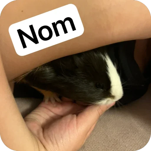 🫥 Стикер «Guinea Pig» для Telegram