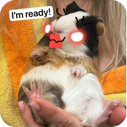 🫥 Стикер «Guinea Pig» для Telegram
