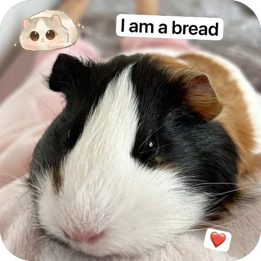 👀 Стикер «Guinea Pig» для Telegram