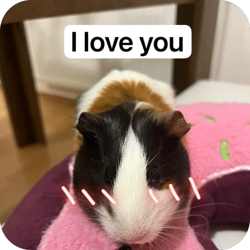 🫥 Стикер «Guinea Pig» для Telegram