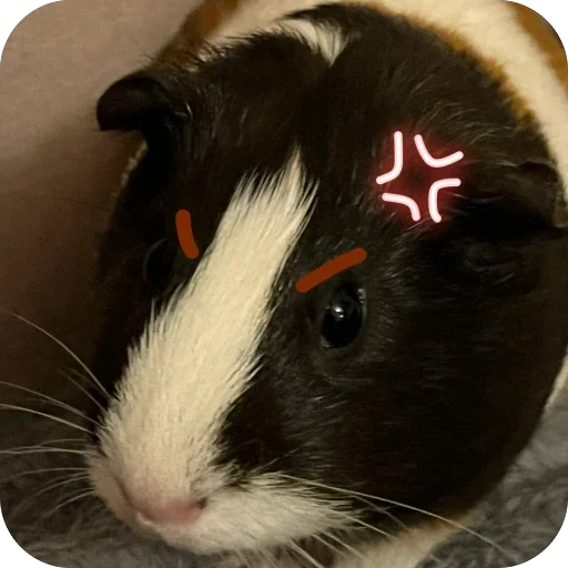 🫥 Стикер «Guinea Pig» для Telegram