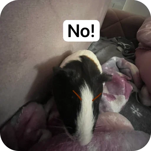 🫥 Стикер «Guinea Pig» для Telegram