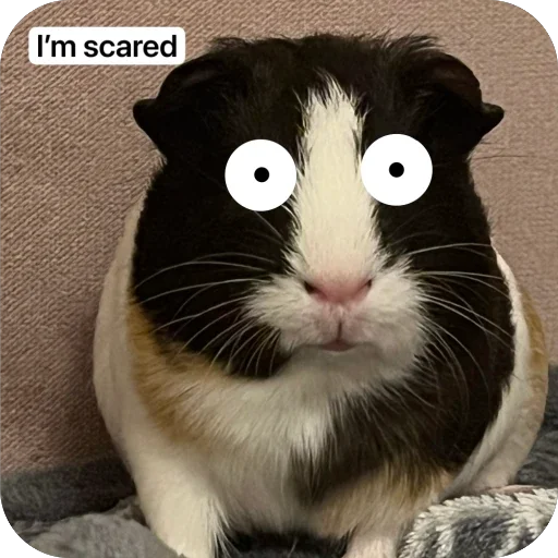 🫥 Стикер «Guinea Pig» для Telegram