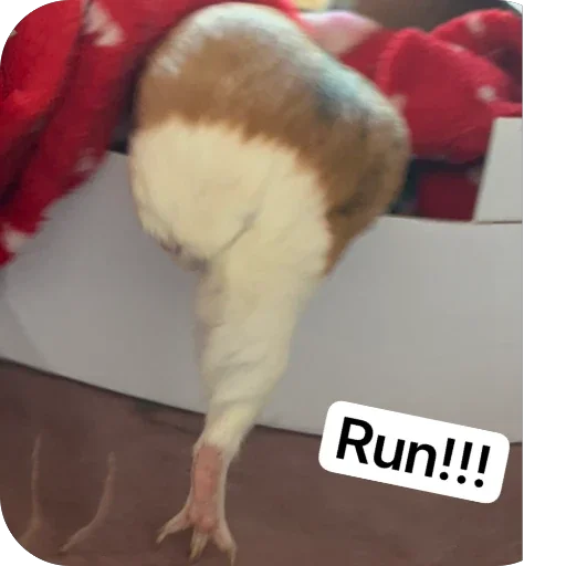 🫥 Стикер «Guinea Pig» для Telegram