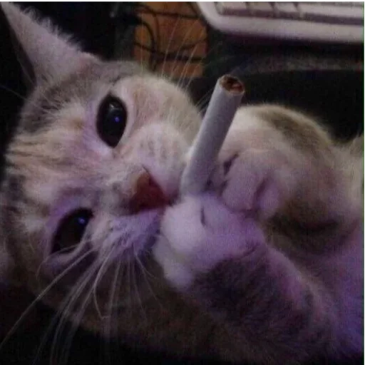 Стикерпак my idiotics cat для Telegram — скачать